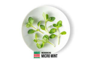 Micro Mint